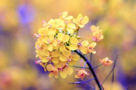 Raapzaad vintage by Dennis van de Water