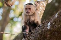 White-shouldered capuchin by Maarten Verhees thumbnail