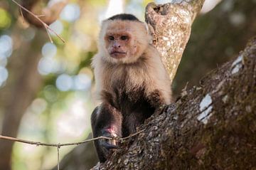 White-shouldered capuchin by Maarten Verhees