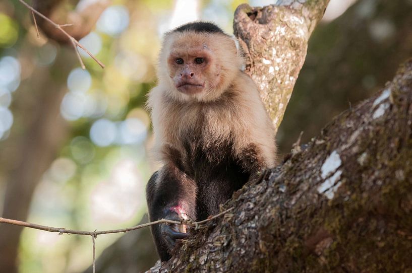 White-shouldered capuchin by Maarten Verhees