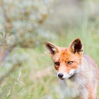 Foxy Foxtrot