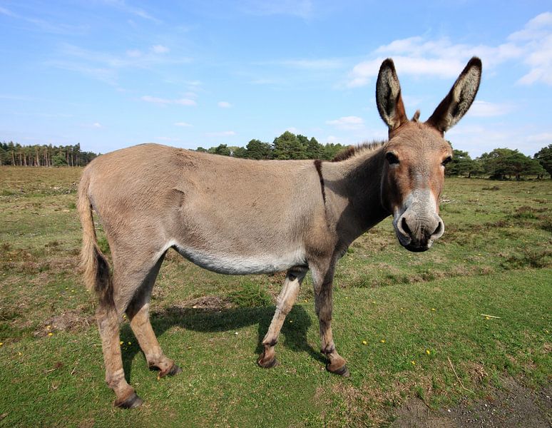 Esel im New Forest in England von Anna van Leeuwen