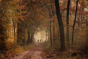 Herbststimmung im Speulder Wald von John Leeninga