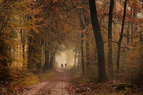 Ambiance automnale dans la forêt de Speulder sur John Leeninga