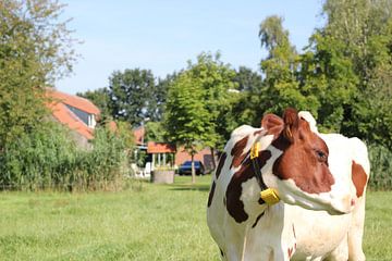 Bruin wit gevlekte koe in weiland van Erik Koks