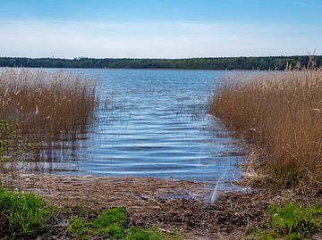Ufer eines See an der Mecklenburgische Seenplatte von Animaflora PicsStock