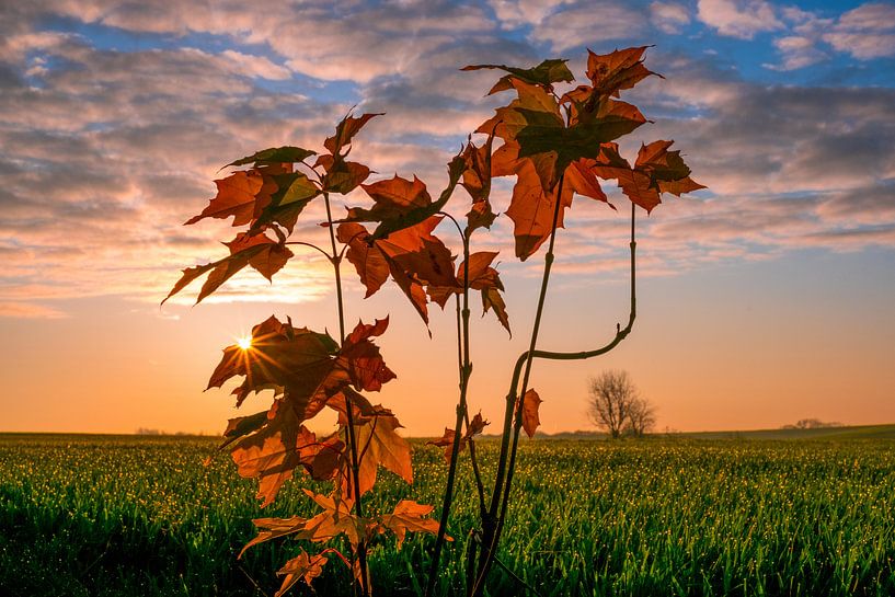 Autumn sun on the fields by Linda Hanzen