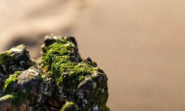 Close-up van zeewier op een strandpaal 3 van Percy's fotografie