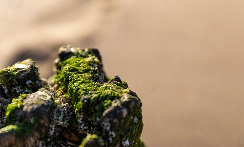 Close-up van zeewier op een strandpaal 3