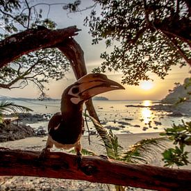 Hornbill watching the Sunset by Levent Weber