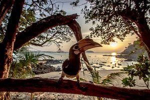 Nashornvogel vor der Kamera