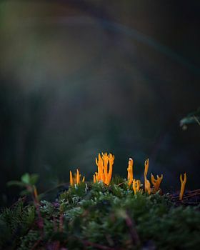 Paddenstoel Kleverige Koraalzwam