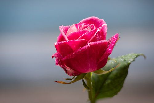 Roze roos met dauwdruppels