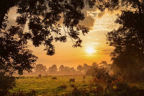 Ponies in the light of the sunrise