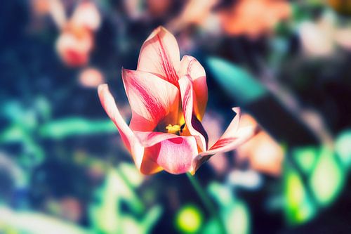 Bloesem Gruga - Lentetulp Tulp gefotografeerd in zacht bokeh