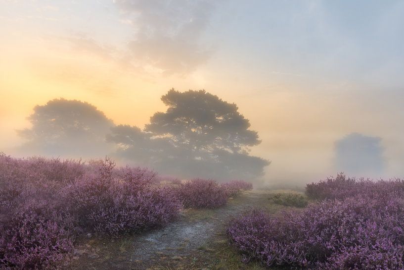 Lever de soleil magique et mystérieux sur Brunssummerheide par John van de Gazelle fotografie
