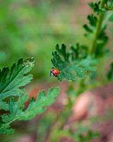 Ladybird about to fly