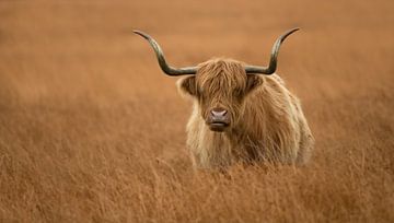 Highlander écossais dans la prairie sur Jonno Verheul