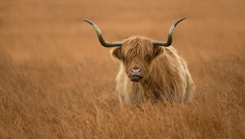 Schotse Hooglander in de Weide van Jonno Verheul