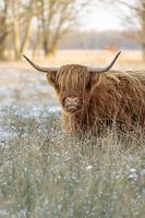 Scottish highlander in the tall grass