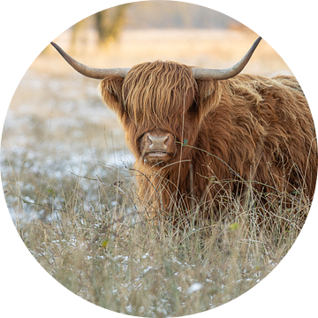 Schotse hooglander in het hoge gras van KB Design & Photography (Karen Brouwer)