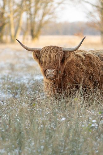 Scottish highlander in the tall grass