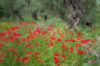 Olives et coquelicots
