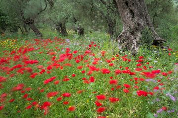 Olives and poppies by jowan iven