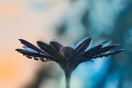 dew by barbara pellegrini