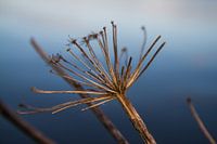 Natuur in Friesland