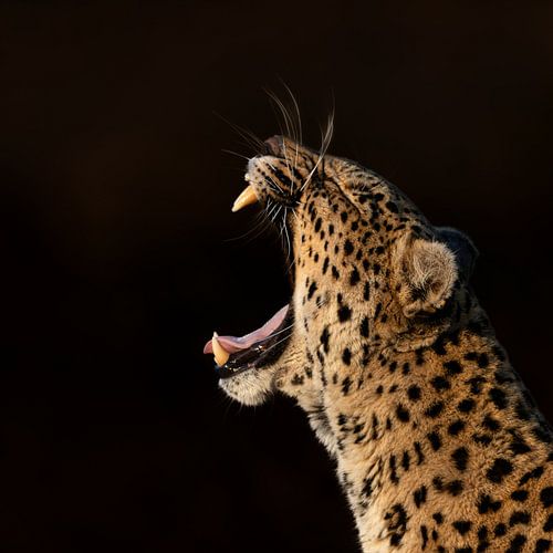 Luipaard - Laat je tanden zien van Sharing Wildlife