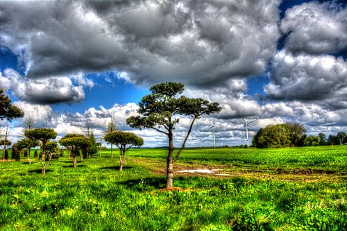 Bomen in de kwekerij