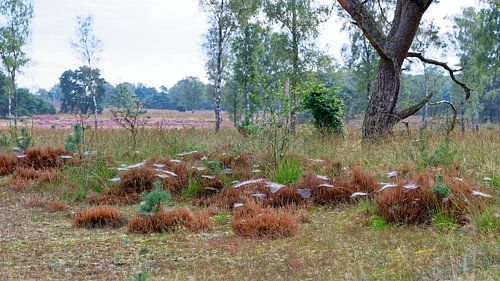 Heide, spinnenwebben en dauw.