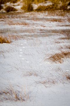 Winter in het bos, landschap, met dierensporen in de sneeuw van Karijn | Fine art Natuur en Reis Fotografie