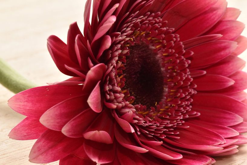 Rosa Gerbera von Lizette de Jonge