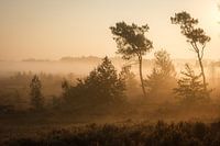 Matin brumeux