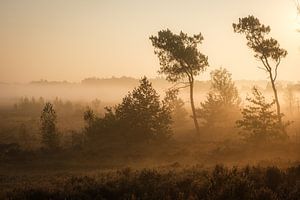 Misty Morning by Johan Vanbockryck