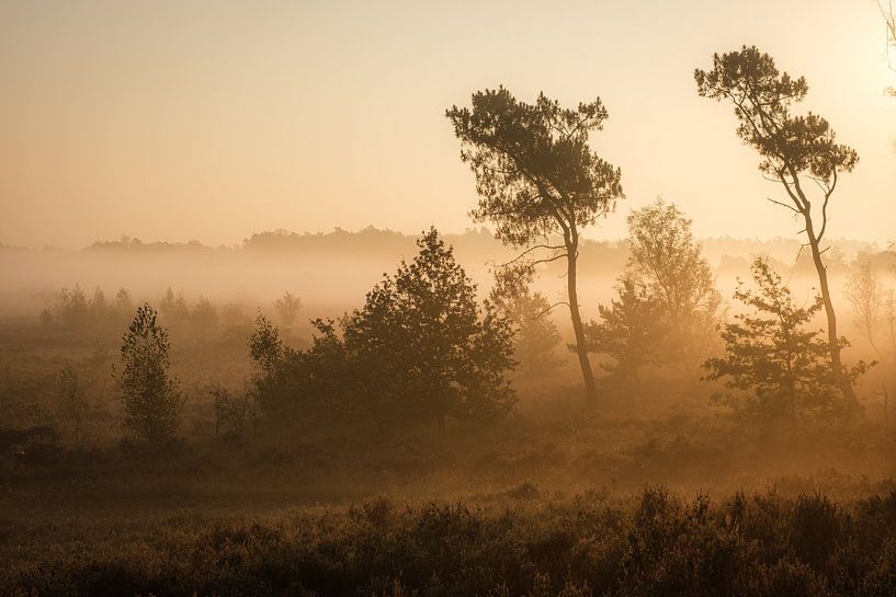 Nebliger Morgen von Johan Vanbockryck