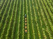 Betuwe in pictures, Dutch fruit, picking day, apple harvest by Moetwil en van Dijk - Fotografie thumbnail