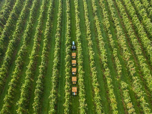 Betuwe in beeld, Hollands fruit, plukdag, appeloogst