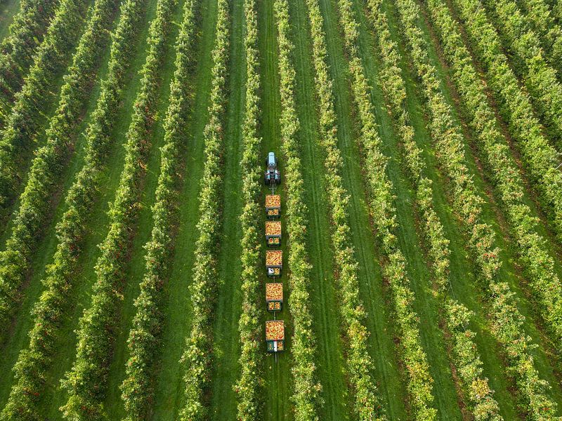 Betuwe in pictures, Dutch fruit, picking day, apple harvest by Moetwil en van Dijk - Fotografie