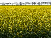 Field with rapeseed par Wouter Bos Aperçu