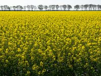 Field with rapeseed