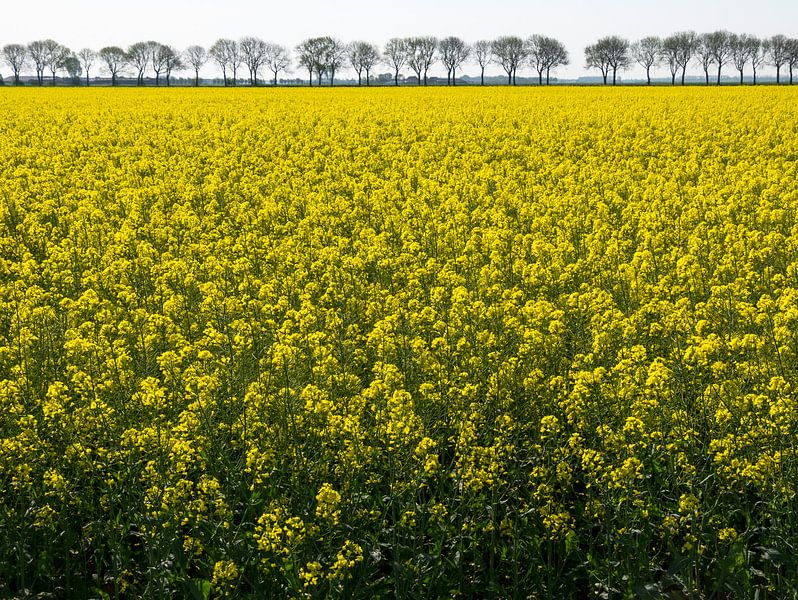 Field with rapeseed par Wouter Bos