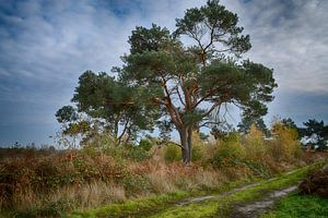 Baum in der Großen Schale (Limburg)