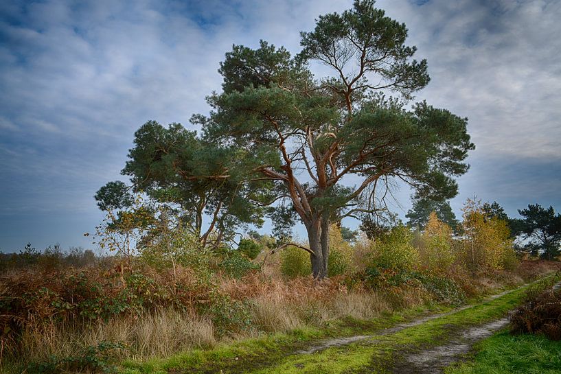 Baum in der Großen Schale (Limburg) von FotoGraaG Hanneke