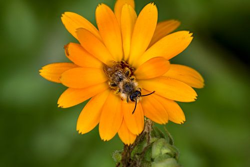 Awakening bee on marigold 4