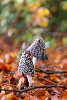 Mushroom in autumn forest