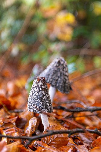 Champignon dans une forêt d'automne