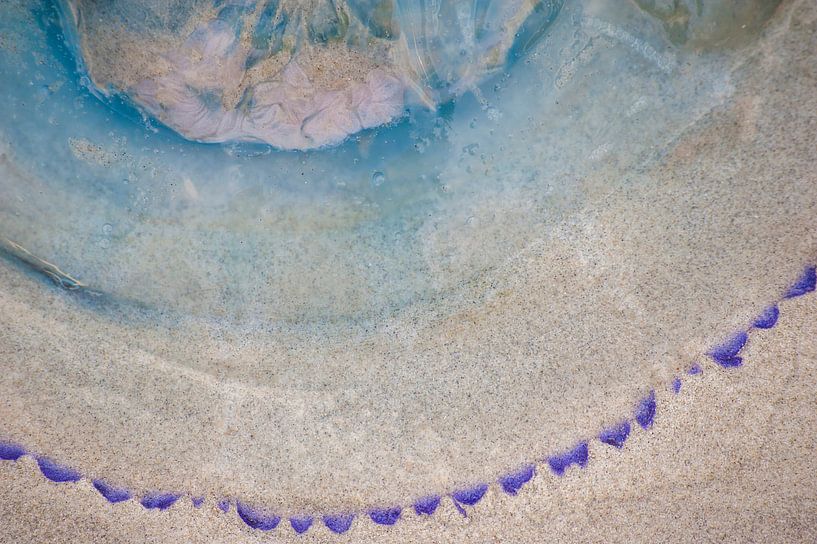 Méduse sur la plage par Margreet Frowijn